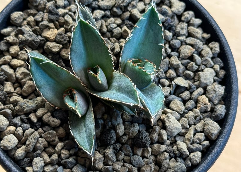 アガベ　チタノタ　オテロイ　SAD　ムチプリ　ボールタイプ　3 アガベ チタノタ オテロイ SAD ムチプリ ボールタイプ 3 アガベ