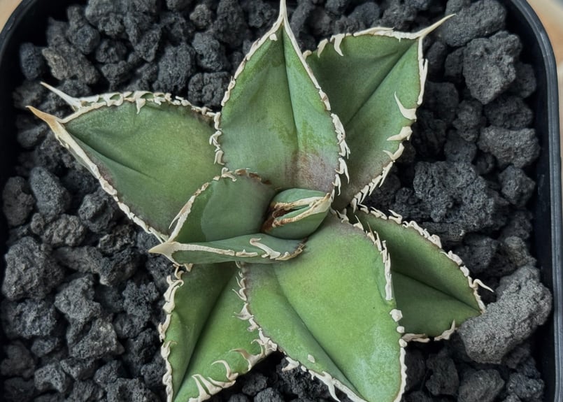 アガベ・チタノタ 白毫刺（芽）-017｜agave titanota | Plus_Plant