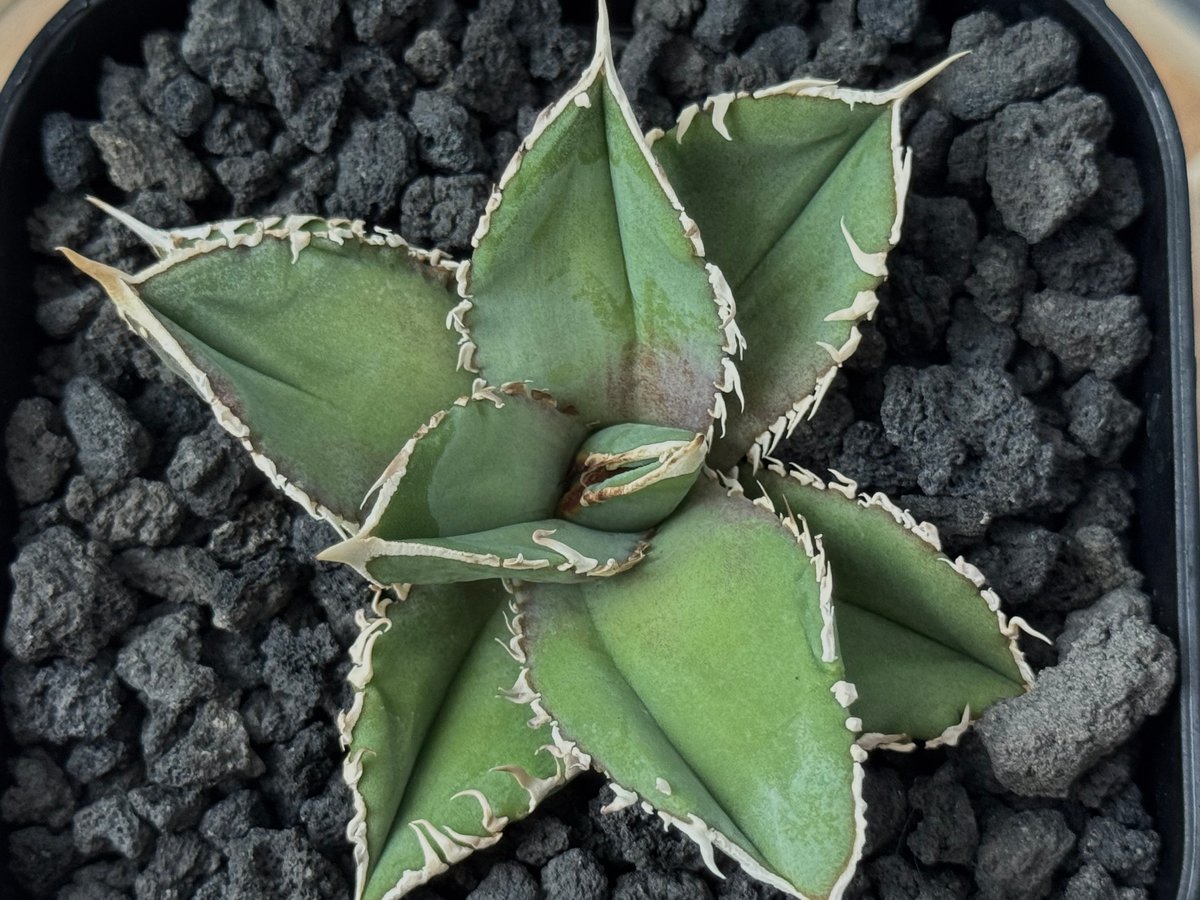 アガベ・チタノタ 白毫刺（芽）-017｜agave titanota | Plus_Plant