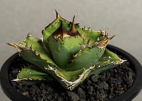 ◇厳選◇アガベ・チタノタ 狼人（小株）-036｜agave titanota were wol
