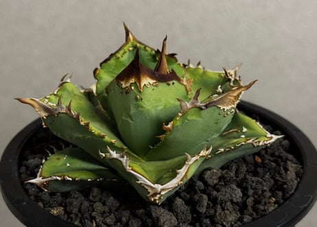 CATEGORY agave oteroi/titanota｜アガベ オテロイ/チタノタ |