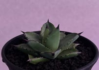アガベ・チタノタ 羽毛(小)-002｜agave titanota feather | Plu