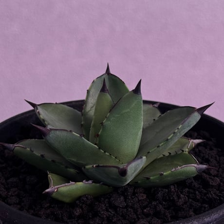 アカベハイブリット アガベハイブリッド | STORES