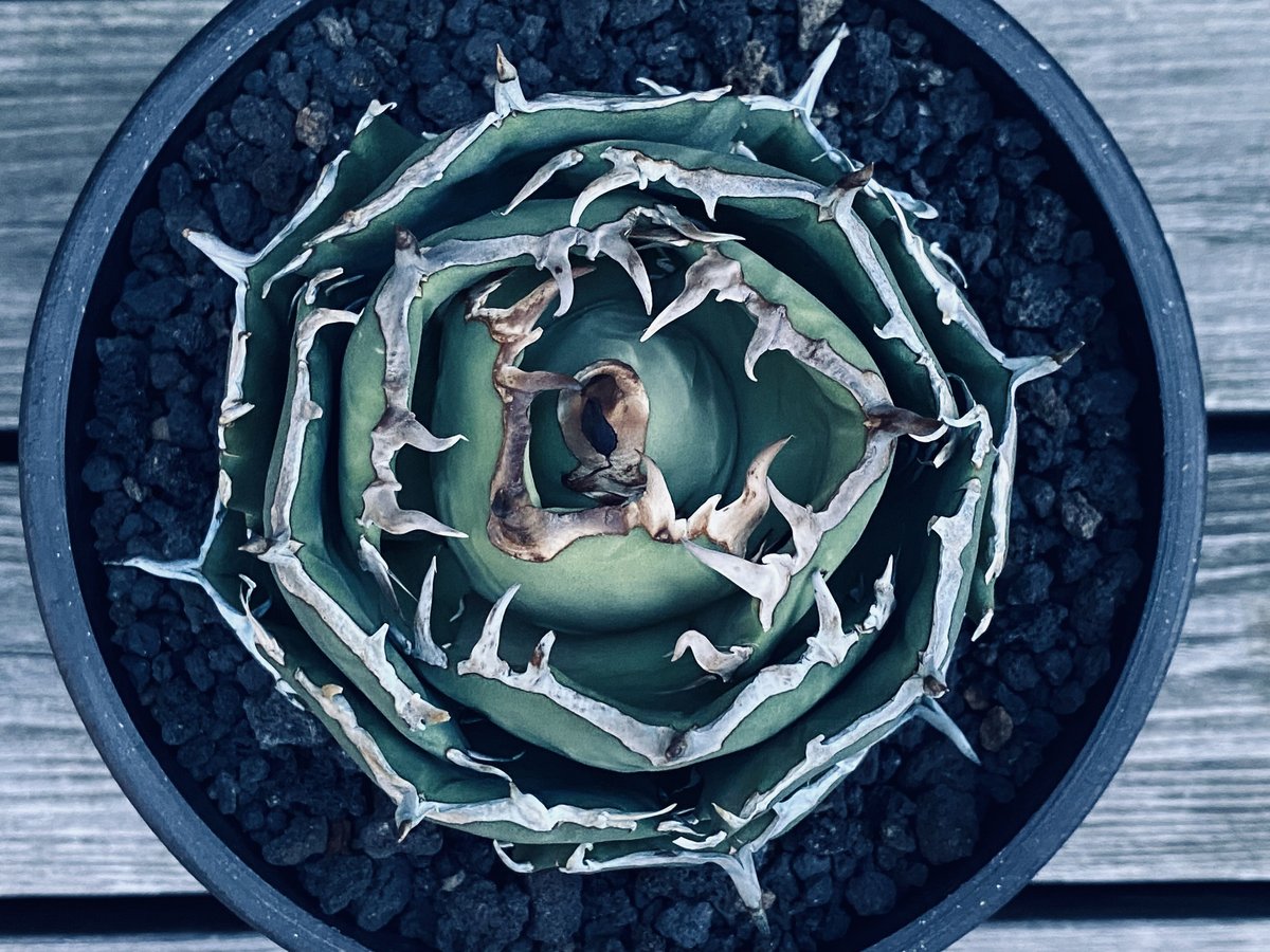 アガベ・チタノタ フクロウ/海豹（ボールタイプ:大）-003｜agave