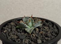 【特選】アガベ ハイブリッド・甲蟹×妖炎 (芽)-003｜Agave hybrid isthmensis × utahensis var. eborispina