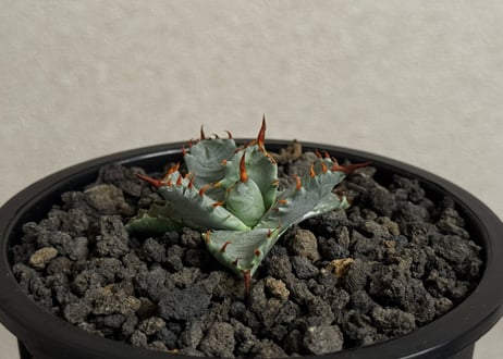 【特選】アガベ ハイブリッド・甲蟹×妖炎 (芽)-003｜Agave hybrid isthmensis × utahensis var. eborispina