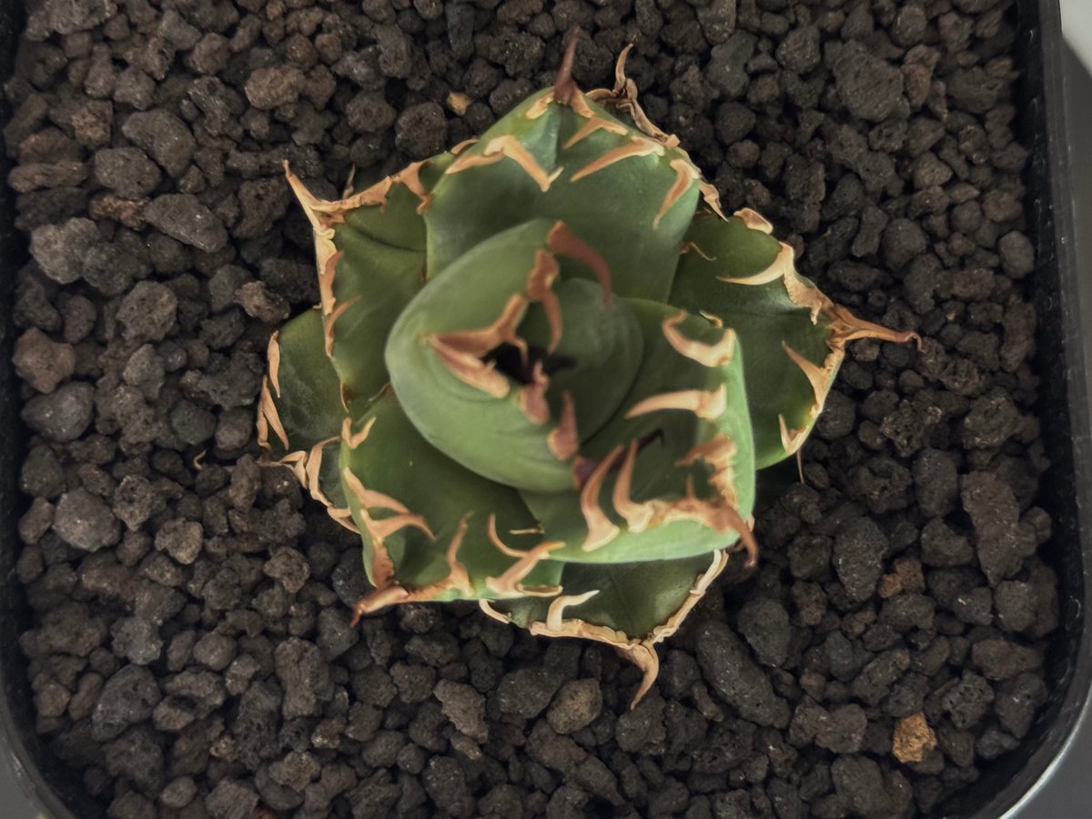 アガベ チタノタ 大量80株 程度 ネームド 魔丸 B&B など【値段交渉無し】 アガベ チタノタ ”魔丸” | Pay ID