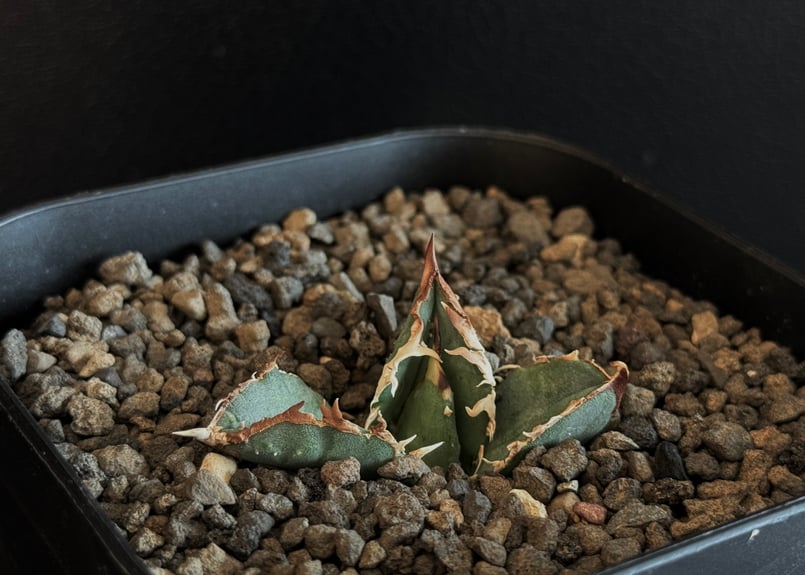アガベ・チタノタ 鰐亀(芽)-006|agave titanota alligator sna アガベ・チタノタ 鰐亀(芽)-006|agave titanota alligator sna