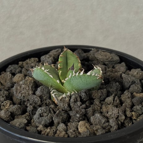 アガベ麻花龍 | STORES