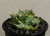 アガベ・チタノタ ハンスのぶつぶつ（芽）-003｜agave titanota Hanes n