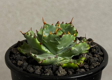 アガベ・姫蠍蟹 (小株)-012｜Agave gypsophila x isthmensis