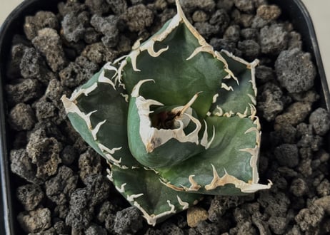 立可白/SAD(芽）-050｜agave titanota south african diamond