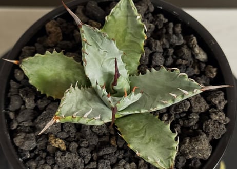 アガベ ハイブリッド・甲蟹×妖炎 (小株/実生)-005｜Agave hybrid isthmensis × utahensis var. eborispina