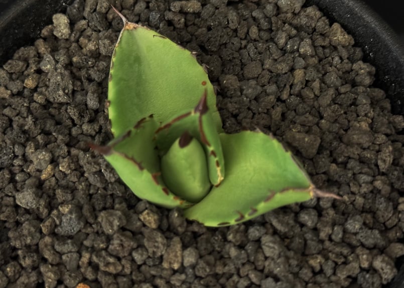 アガベ・笹の雪×イシスメンシス ハイブリッド（芽）-002｜ agave