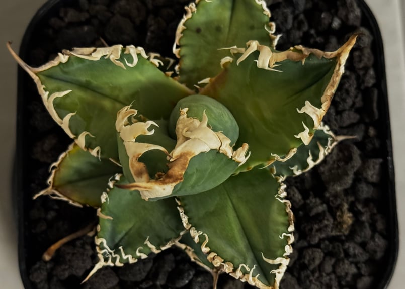 アガベ・チタノタ 白幽霊（芽）-006｜agave titanota white ghost