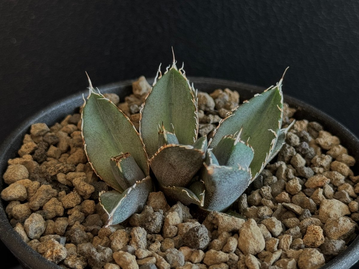 アガベ・チタノタ 澳洲鑽石・3頭(芽)-002｜agave titanota australi...