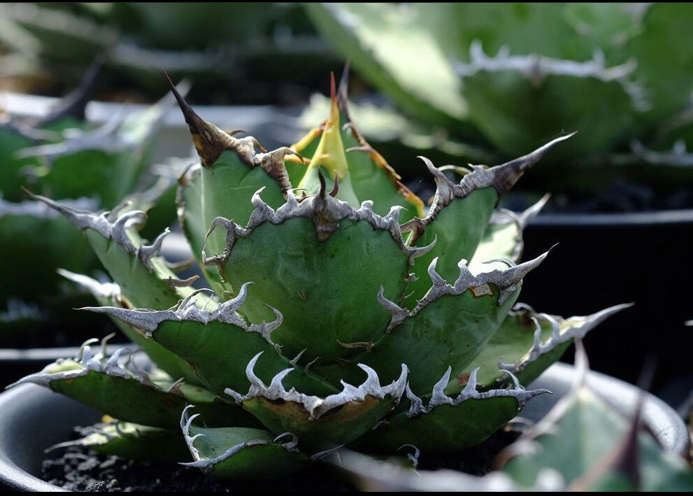 アガベ・チタノタ シーザー-003（小）｜agave titanota caesar | Pl...