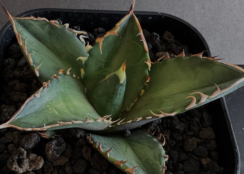 アガベ・チタノタ 赤猫B(芽)005|agave titanota redcat weezle アガベ・チタノタ 赤猫B(芽)005|agave titanota redcat weezle