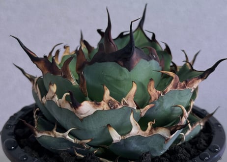 アガベ・チタノタ インフェルノ(芽)-002｜agave titanota inferno