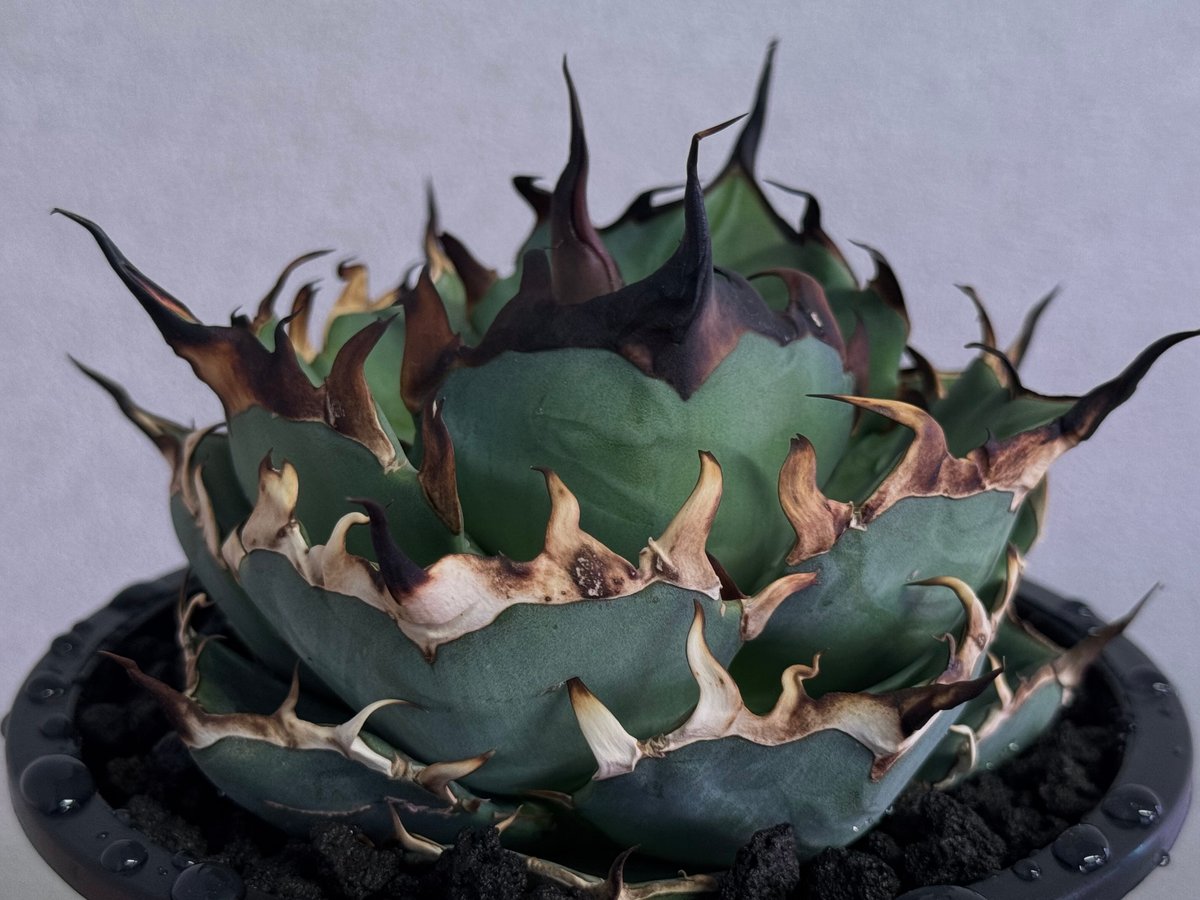 アガベ・チタノタ インフェルノ(芽)-002｜agave titanota inferno |