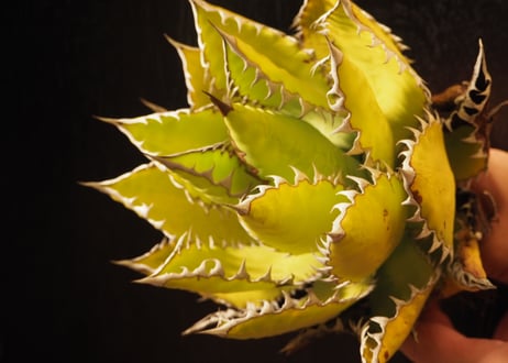 アガベ・チタノタ 萬代 X 厳竜（寛版刺/Lize血統）芽-011｜agave titanota×lophantha（ Hybrid）