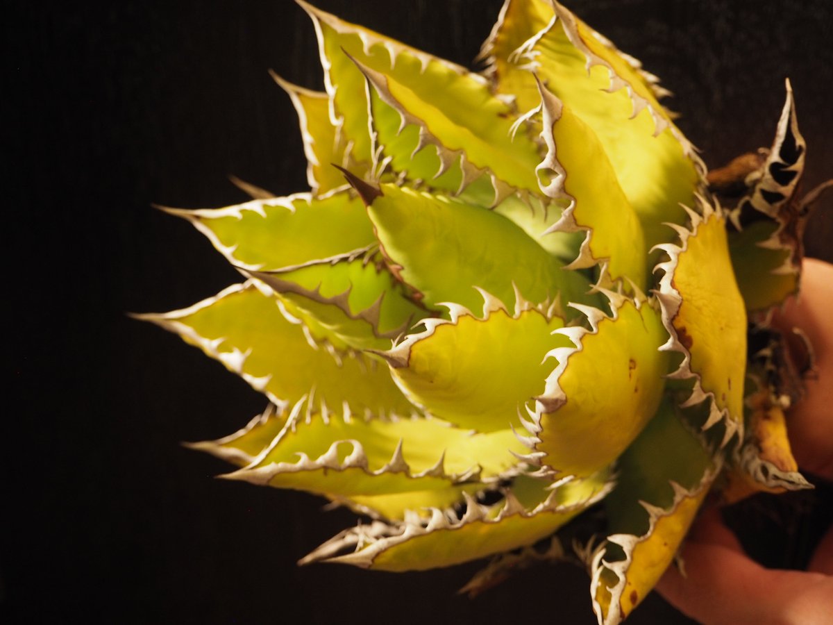 アガベ・チタノタ 萬代 X 厳竜（寛版刺/Lize血統）芽-003｜agave
