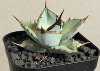 アガベ・チタノタ白鯨（縞斑）芽-006｜agave titanota white whale