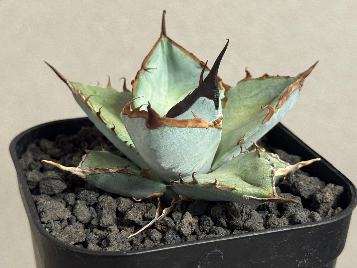 アガベ・チタノタ LQH_土（芽）006｜agave titanota saturn | Pl