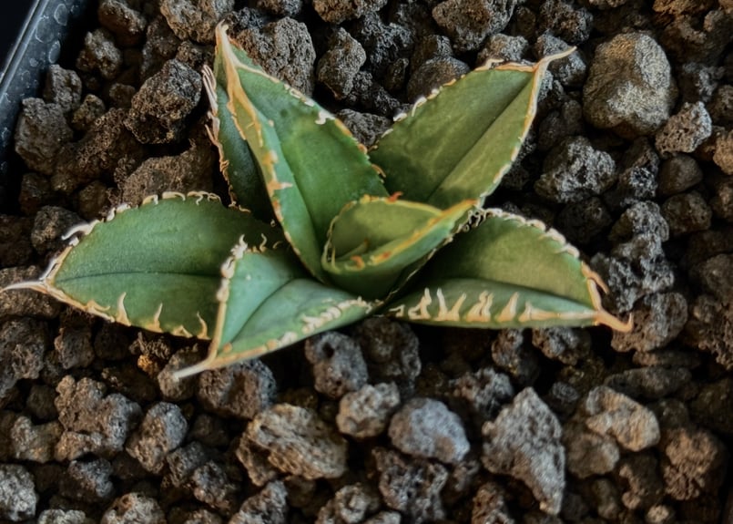 アガベ・チタノタ LQH_3(芽)-003｜agave titanota LQH_3 | Pl