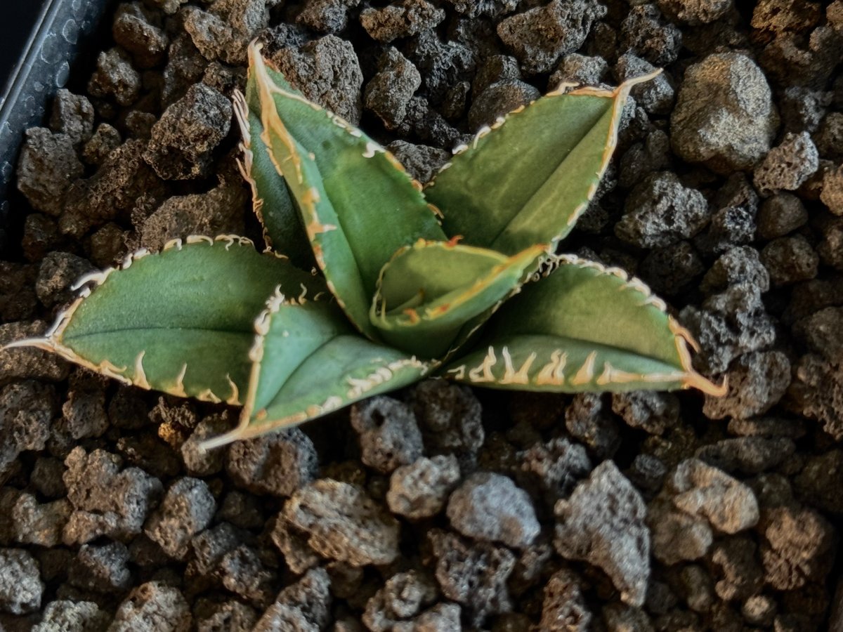 アガベ・チタノタ LQH_3(芽)-003｜agave titanota LQH_3 | Pl