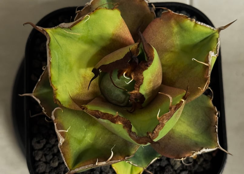 アガベ・チタノタ 黒豹（芽）-058｜agave titanota black panther