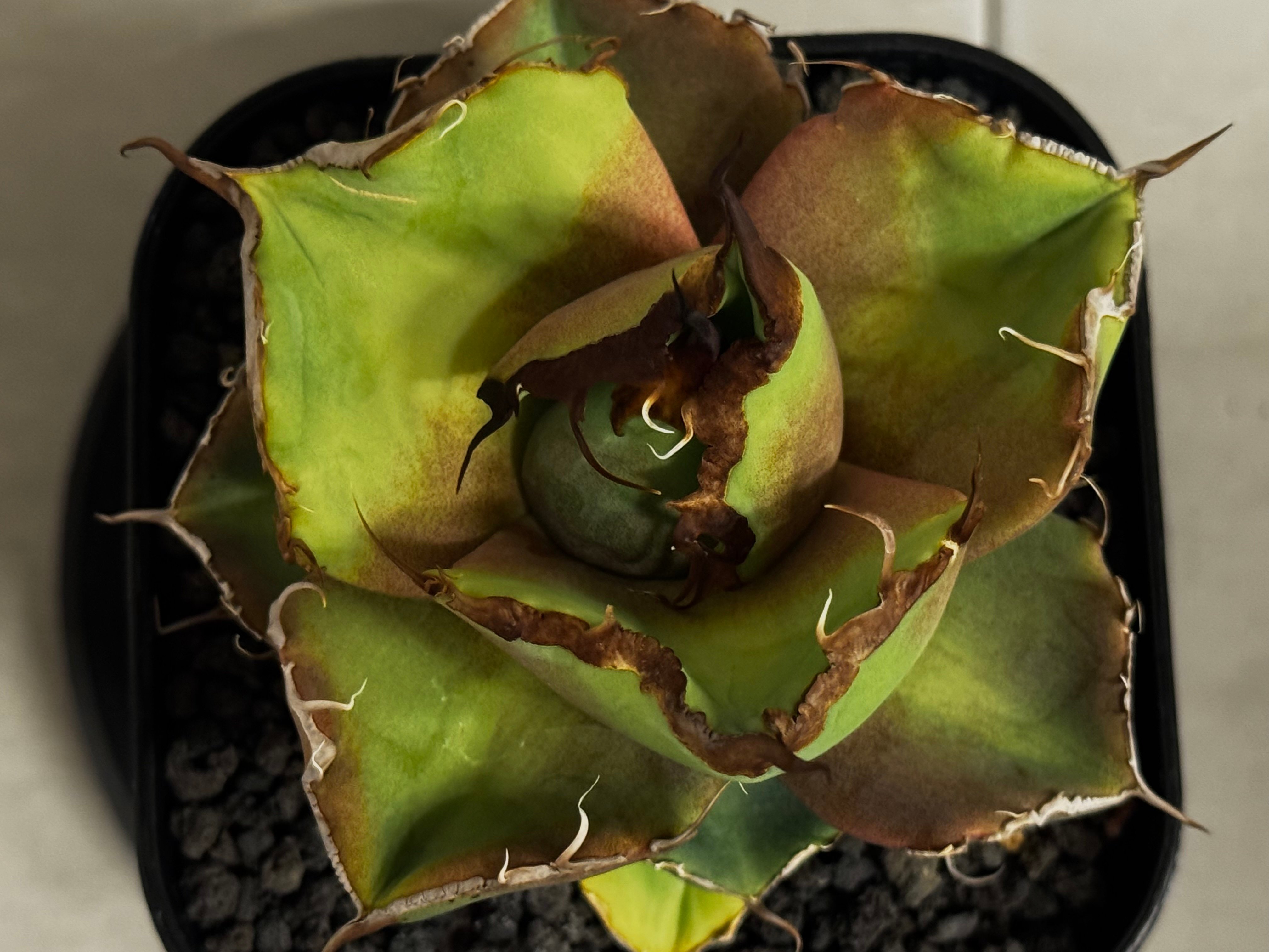 アガベ・チタノタ 黒豹（芽）-058｜agave titanota black panther