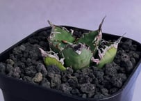 アガベ・チタノタ ビースト-003（芽）｜agave titanota beast | Plu