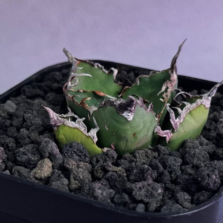 アガベシーザー | STORES