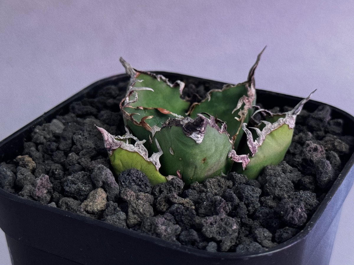 アガベ・チタノタ シーザー/凱撒（芽）-063｜agave titanota caesar |