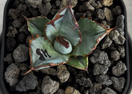 アガベ・チタノタブルー選抜/L18（芽）-006｜agave titanotablue_L18