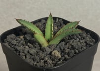 アガベ・チタノタ シーザー/凱撒(中)-044｜agave titanota caesar |