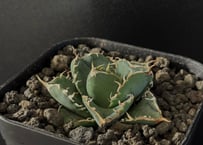 アガベ・チタノタ 白火焔(中/小)-006|agave titanota white flam アガベ・チタノタ 白火焔(中/小)-006|agave titanota white flam