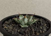 【特選】アガベ ハイブリッド・甲蟹×妖炎 (芽)-001｜Agave hybrid isthmensis × utahensis var. eborispina