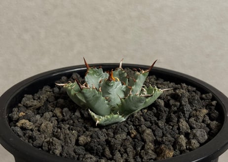 【特選】アガベ ハイブリッド・甲蟹×妖炎 (芽)-001｜Agave hybrid isthmensis × utahensis var. eborispina