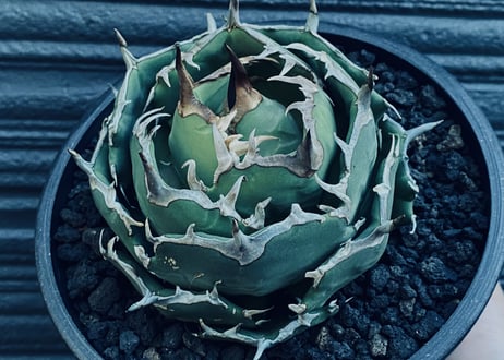 CATEGORY Titanota owl/seal｜フクロウ/海豹（寛葉厳竜） | Plus