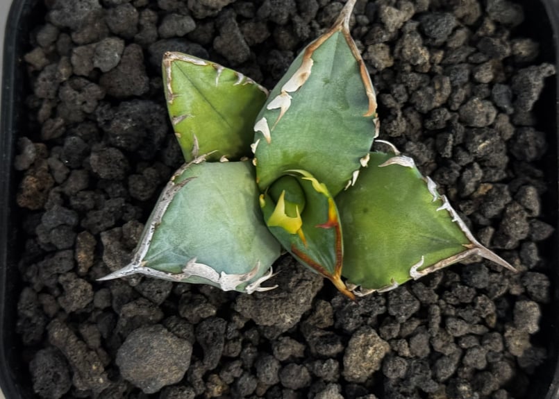 アガベ・チタノタ 阿修羅(芽)-019｜Agave titanota ashura | Plu