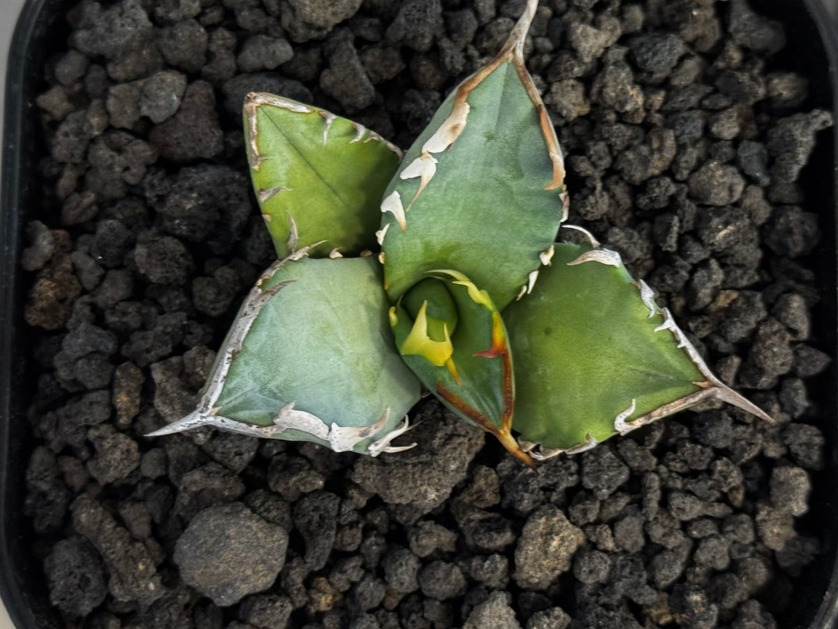 アガベ・チタノタ 阿修羅(芽)-019｜Agave titanota ashura | Plu