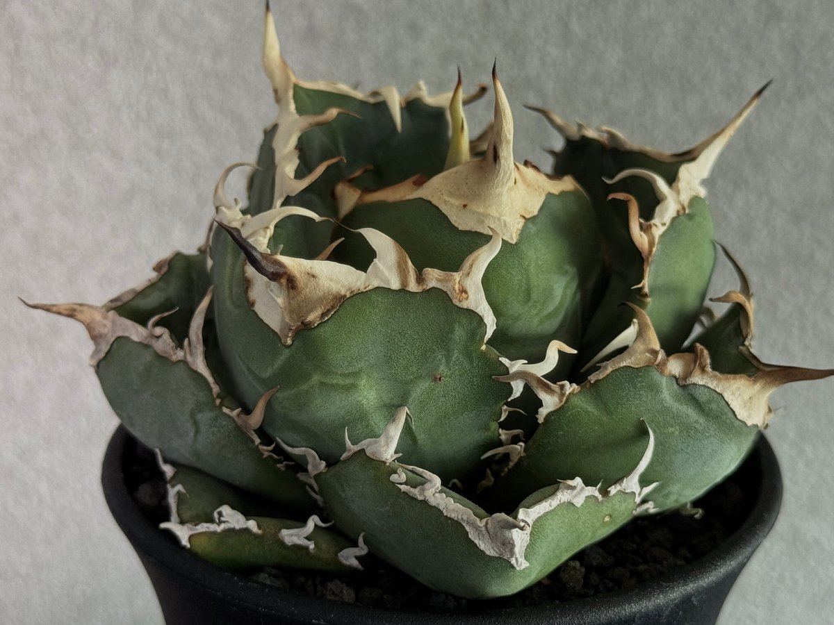アガベ・チタノタ白鯨（厳選コンパクト）-036｜agave titanota