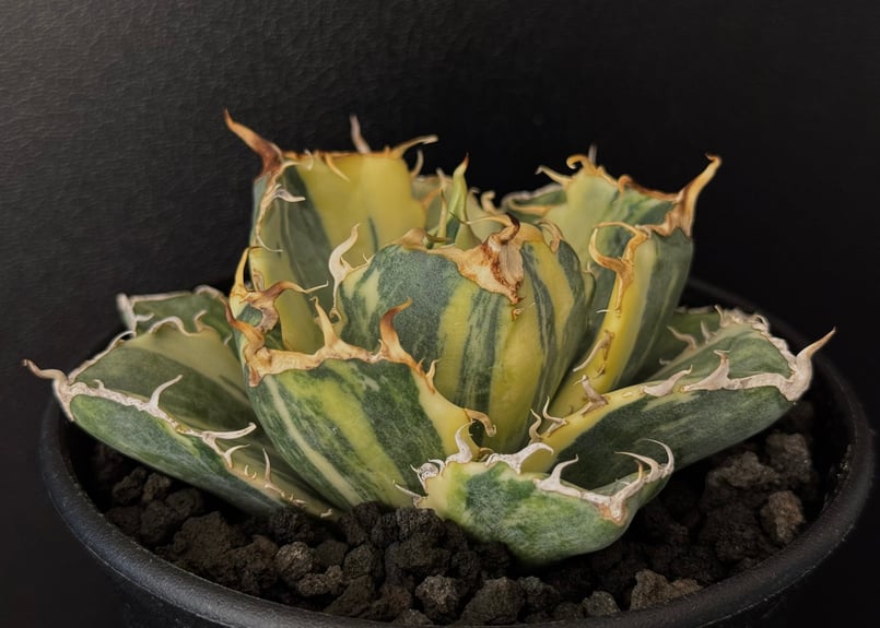 アガベ・チタノタ白鯨（縞斑）中-001｜agave titanota white whale 