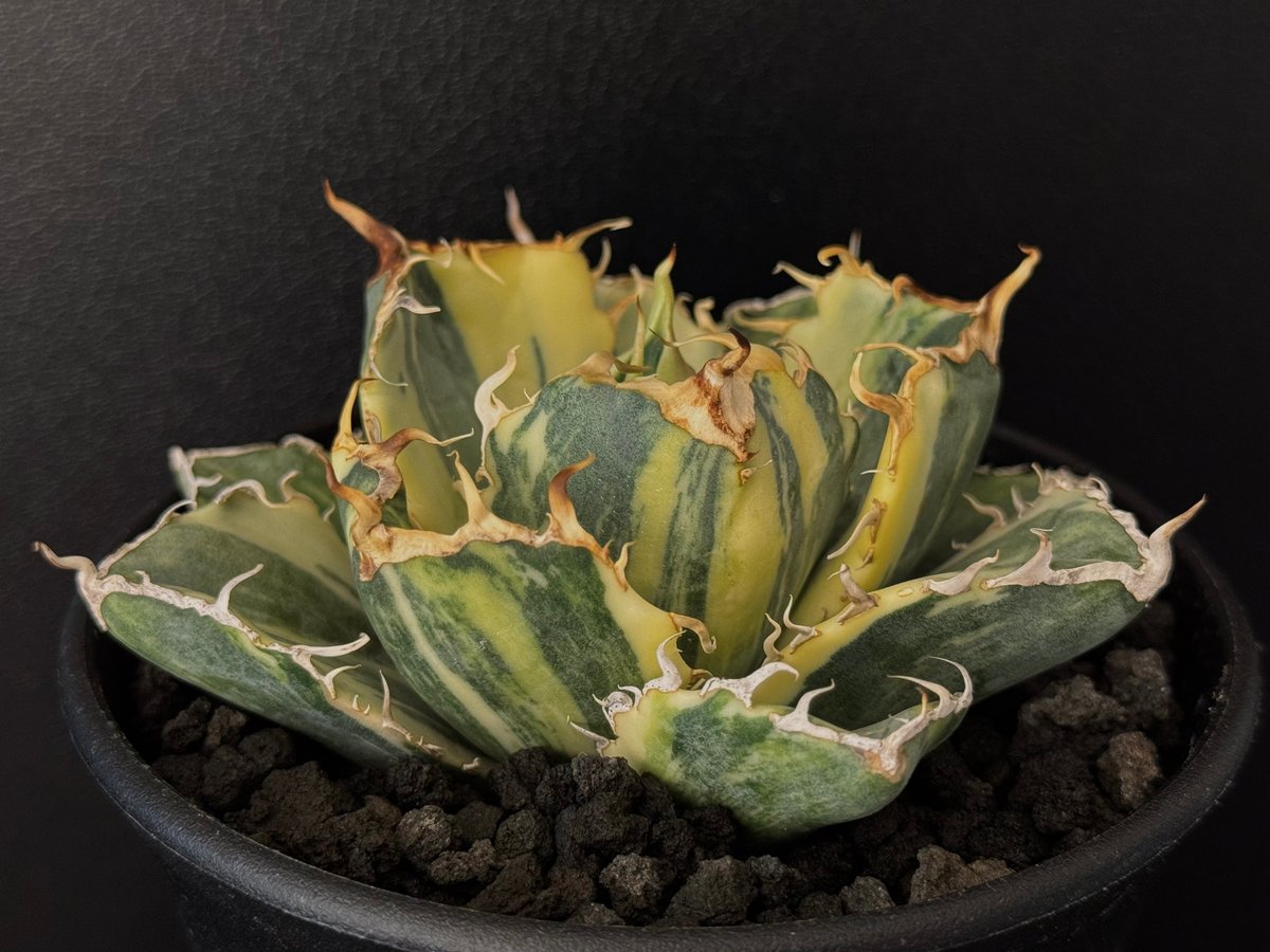 アガベ・チタノタ白鯨（縞斑）中-001｜agave titanota white