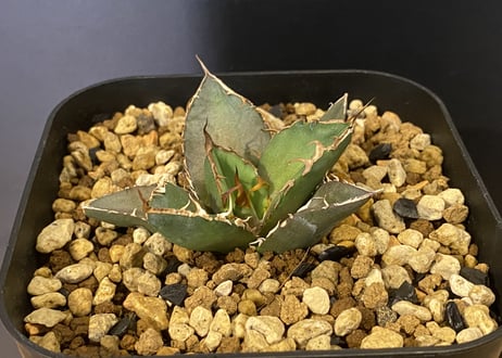 アガベ・チタノタ 羽毛(小)-002｜agave titanota feather