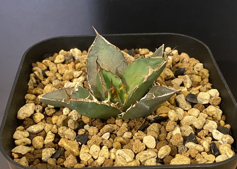 アガベ・チタノタ 羽毛(小)-002｜agave titanota feather | Plu