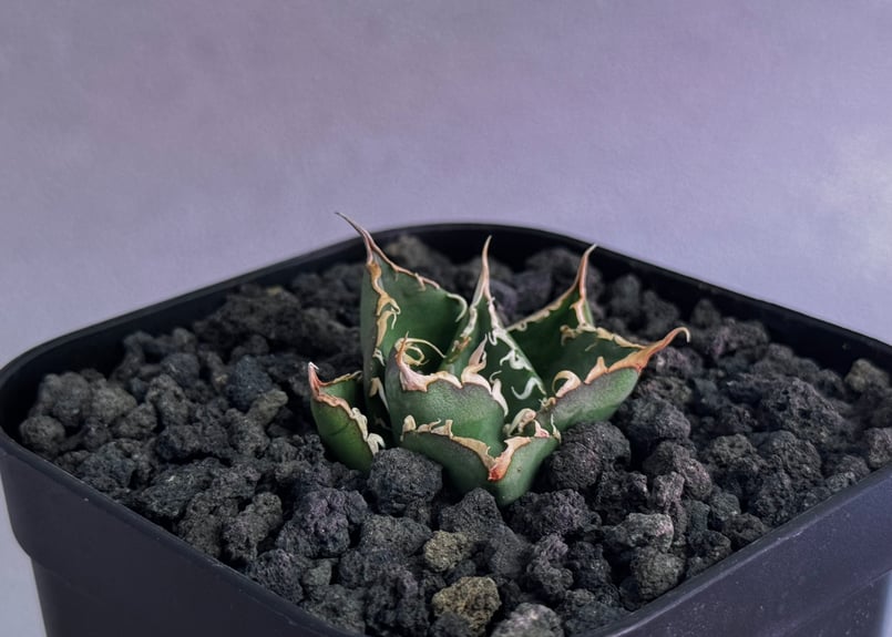 アガベ③ アガベ・チタノタ 緑水鬼(芽)-003｜agave green submariner | Pl