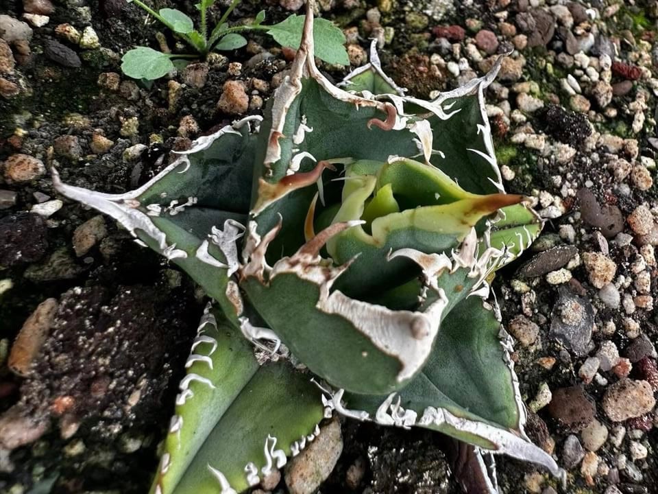 アガベ チタノタ 海王 龍球会産 台湾鉢5号 アガベ チタノタ 海王